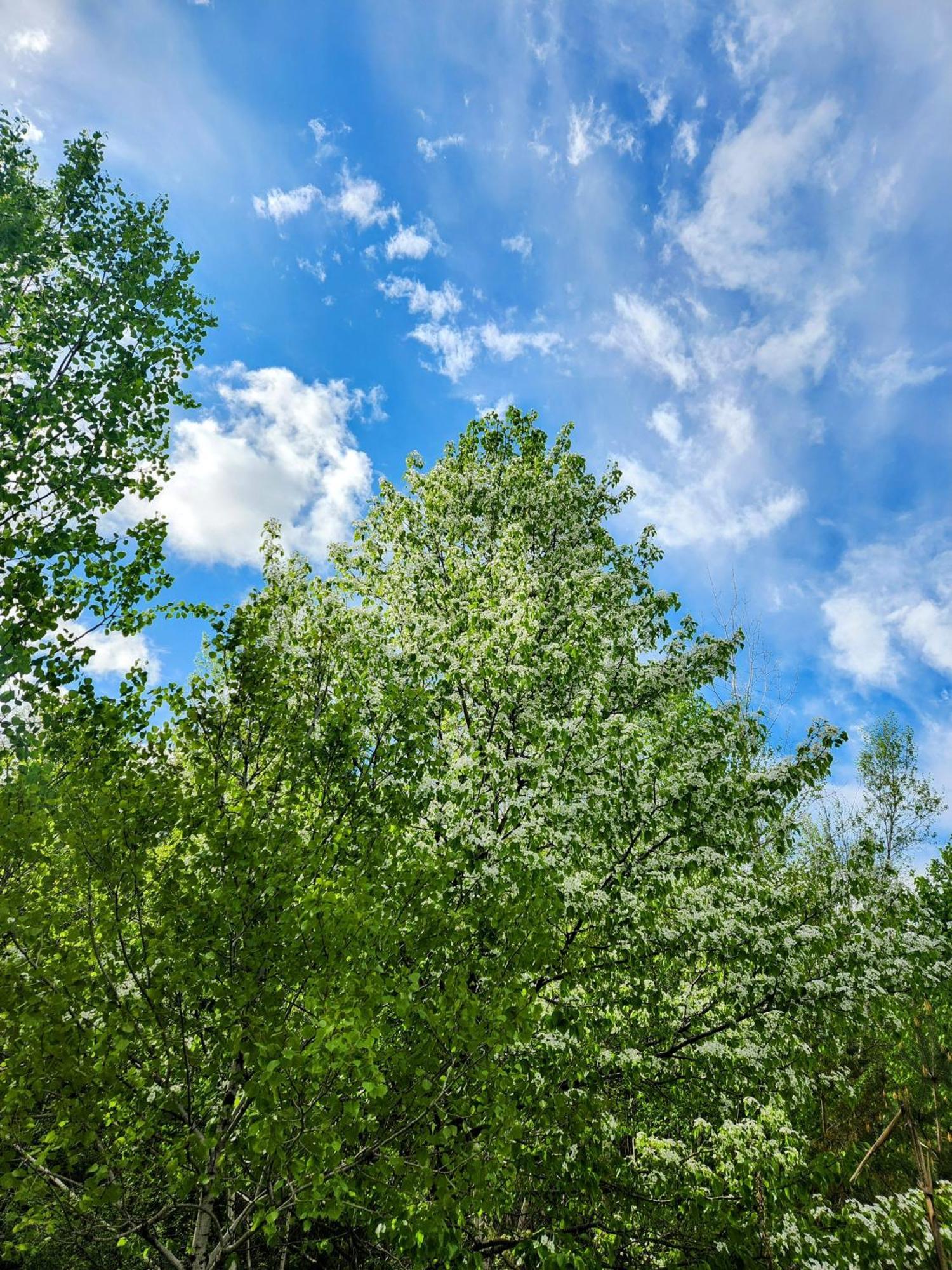 Вілла Backyard Bliss In The White Mountains Лінкольн Екстер'єр фото